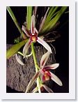 or9911c2 * Photos of Pat's orchids from 1999 recovered from the archive of my first website.