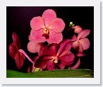 or9911d * Photos of Pat's orchids from 1999 recovered from the archive of my first website.
