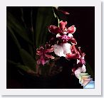 oct * (13 Slides)