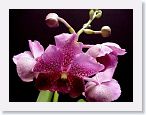 or9910b1 * Photos of Pat's orchids from 1999 recovered from the archive of my first website.