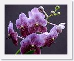 or9910b2 * Photos of Pat's orchids from 1999 recovered from the archive of my first website.