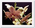 or9910c2 * Photos of Pat's orchids from 1999 recovered from the archive of my first website.