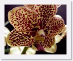 or9910c3 * Photos of Pat's orchids from 1999 recovered from the archive of my first website.