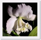 or9910e1 * Photos of Pat's orchids from 1999 recovered from the archive of my first website.