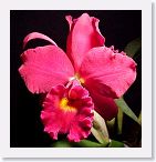 or9910f1 * Photos of Pat's orchids from 1999 recovered from the archive of my first website.