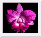 or9910g1 * Photos of Pat's orchids from 1999 recovered from the archive of my first website.