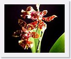 or9910h1 * Photos of Pat's orchids from 1999 recovered from the archive of my first website.