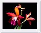 or9910i1 * Photos of Pat's orchids from 1999 recovered from the archive of my first website.