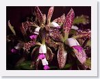 or9909a1 * Photos of Pat's orchids from 1999 recovered from the archive of my first website.