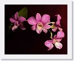 or9909b1 * Photos of Pat's orchids from 1999 recovered from the archive of my first website.
