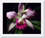 or9909c1 * Photos of Pat's orchids from 1999 recovered from the archive of my first website.