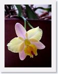 or9909d1 * Photos of Pat's orchids from 1999 recovered from the archive of my first website.