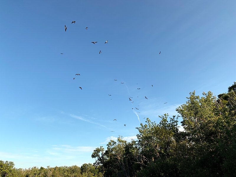 kites-005