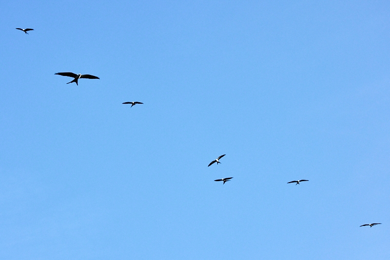 kites-008