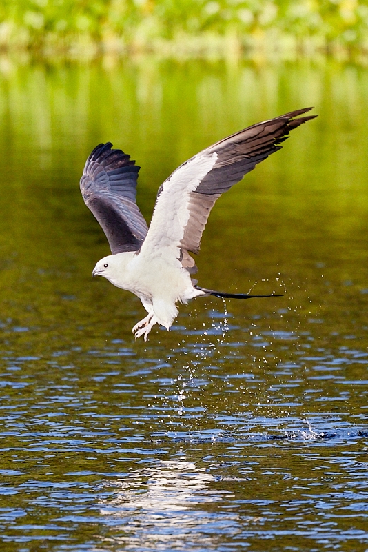 kites-057