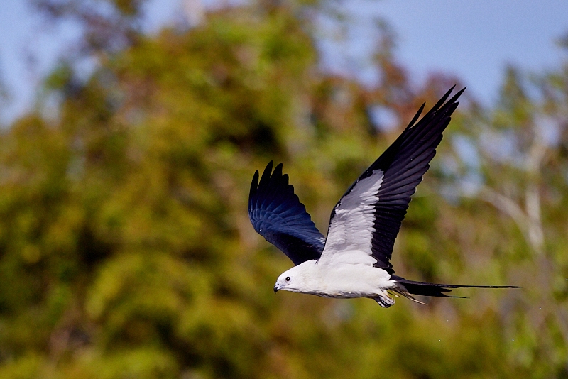 kites-067