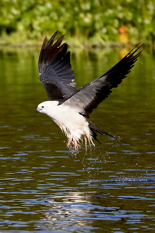 kites-076