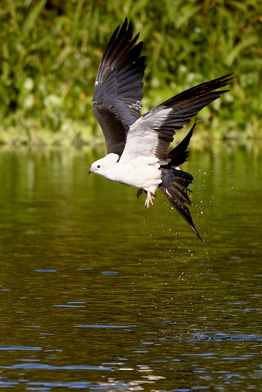 kites-077