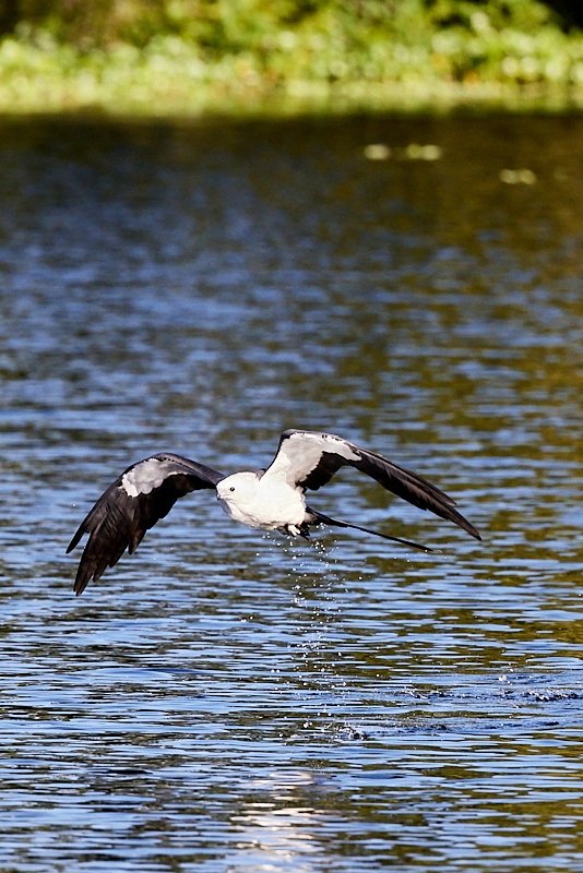 kites-082