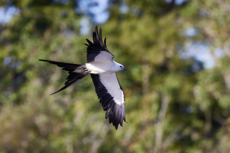 kites-089