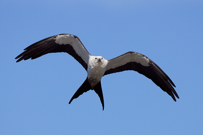 kites-091