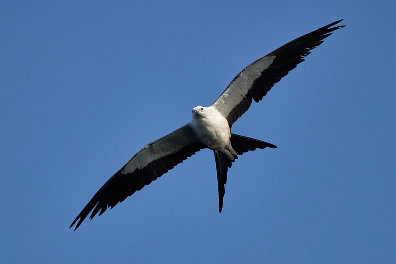 kites-096