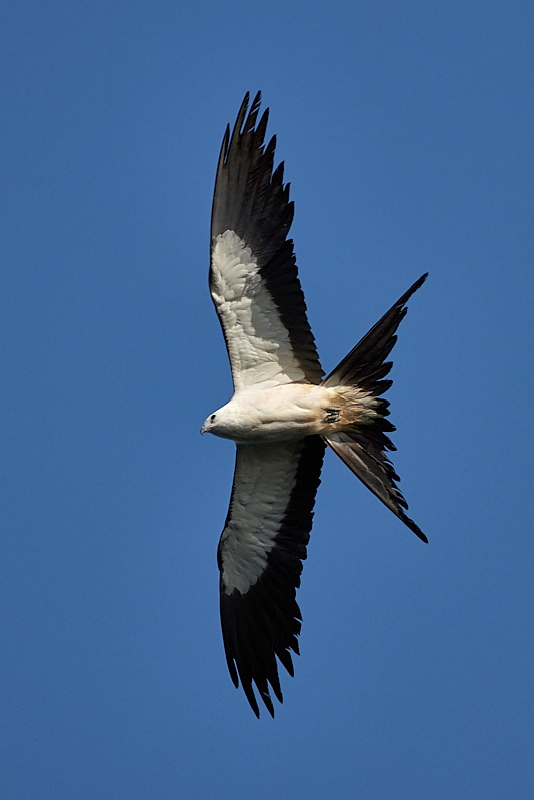 kites-097