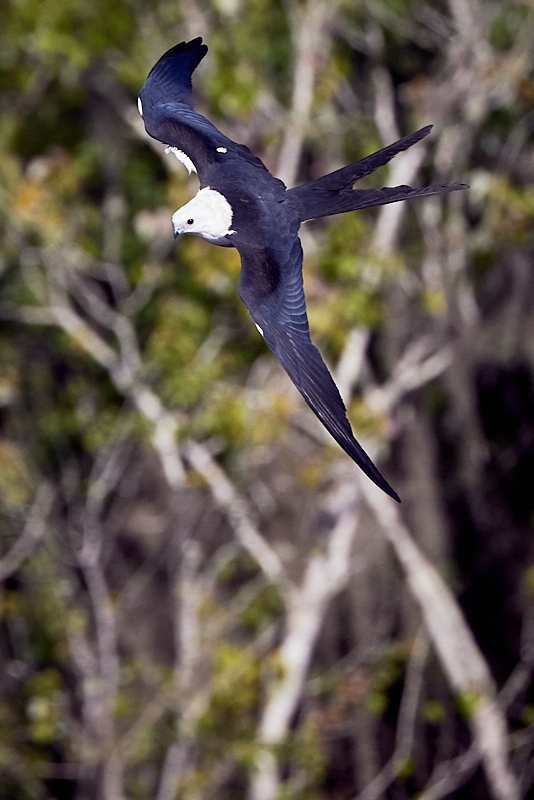 kites-098