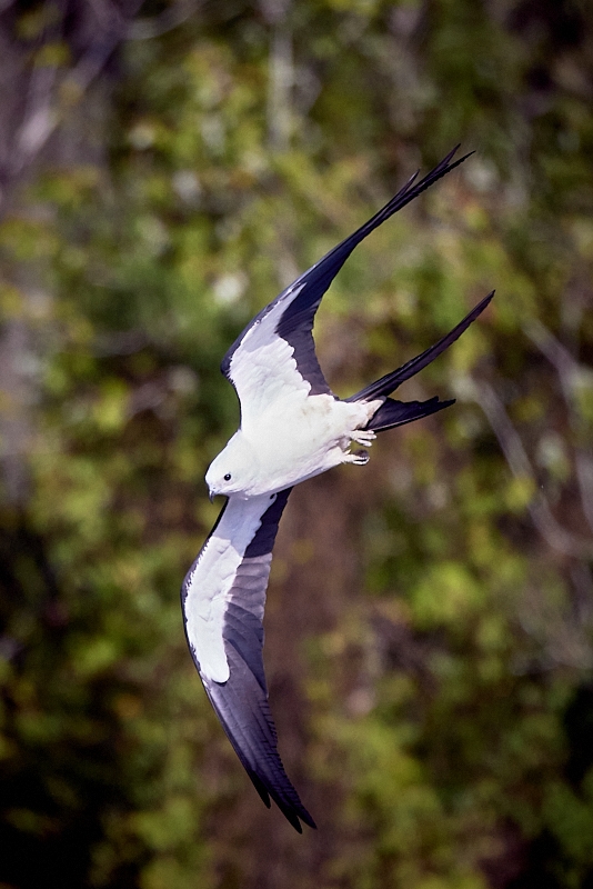 kites-152