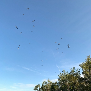 kites-004