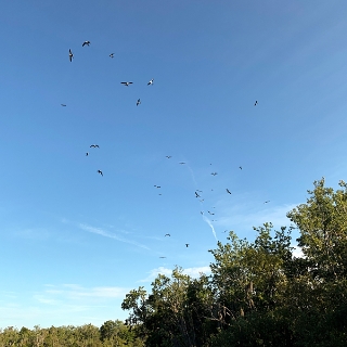 kites-005