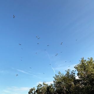 kites-006