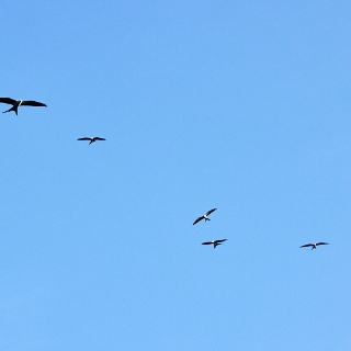 kites-008