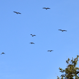 kites-009
