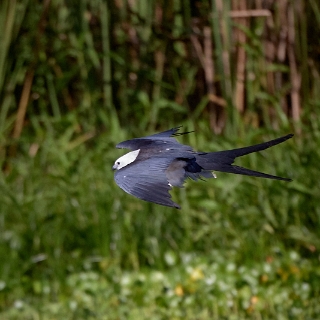 kites-026