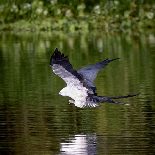 kites-027