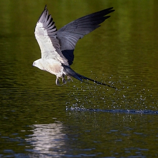 kites-041