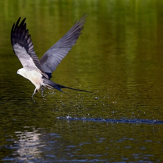 kites-042