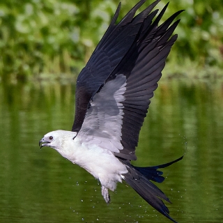 kites-048