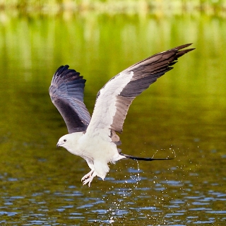 kites-057