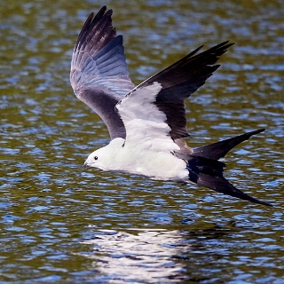 kites-058