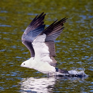 kites-059