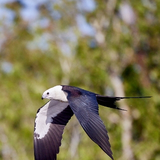 kites-065