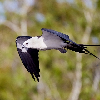 kites-066
