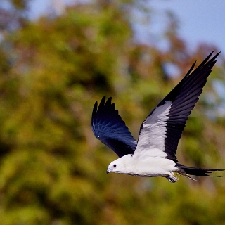 kites-067
