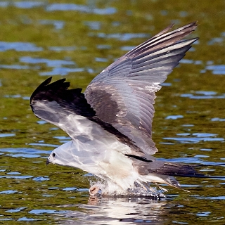 kites-068
