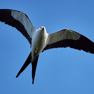 kites-072