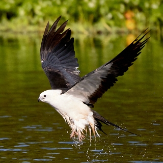 kites-076