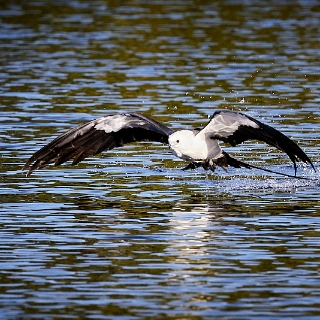 kites-080