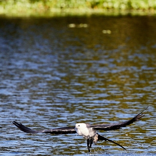 kites-081
